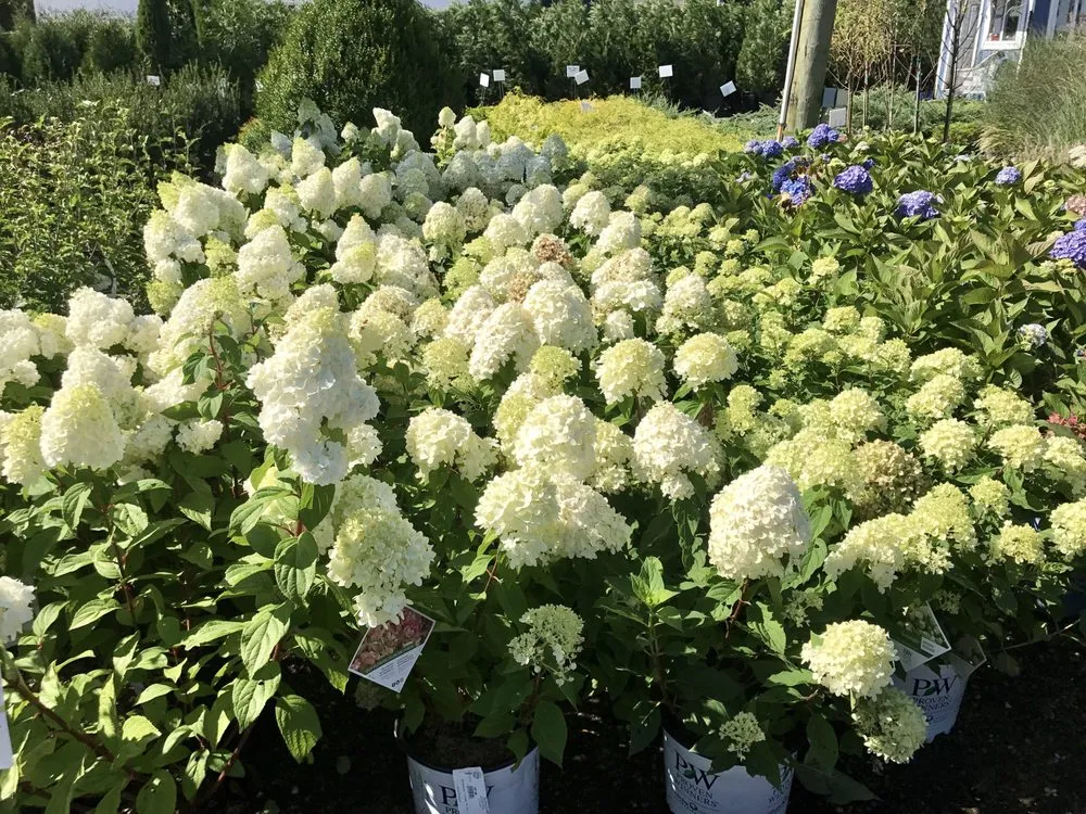 Expert yard cleanup service in East Moriches, NY - Walpole Outdoors at Bay Gardens