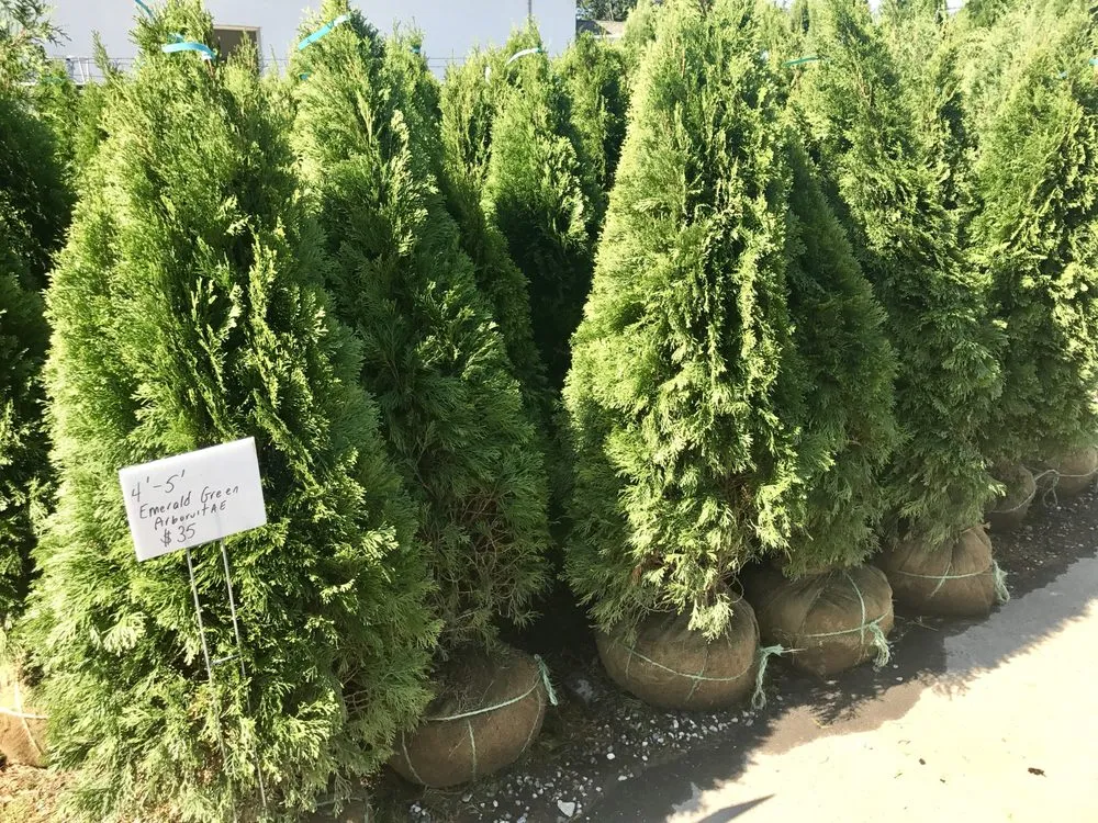 Professional yard maintenance in East Moriches, NY by Walpole Outdoors at Bay Gardens