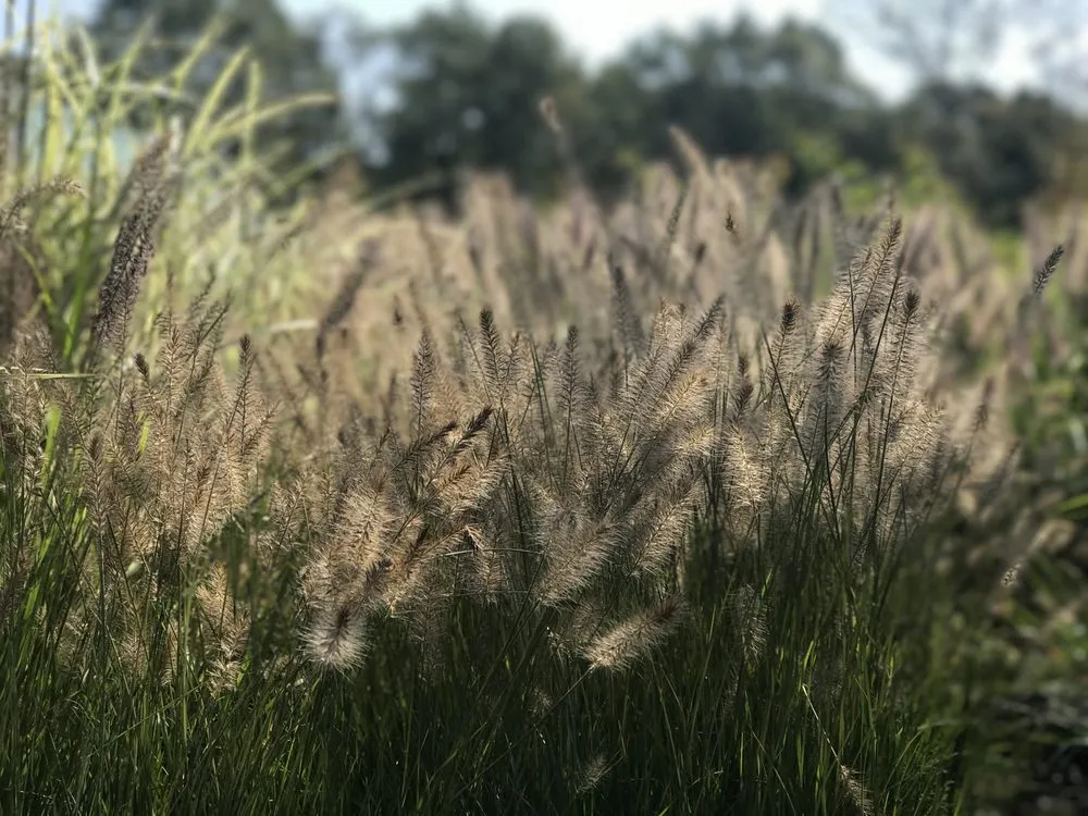 Custom lawn mowing service near you across East Moriches, NY - Walpole Outdoors at Bay Gardens