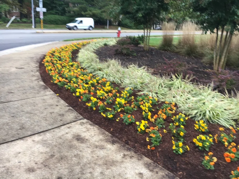 Expert landscaping services experts serving Manassas Park, VA - Walter Gutierrez