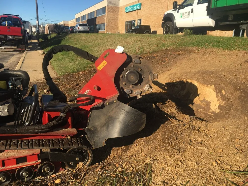 Reliable garden landscaping for year-round maintenance in Manassas Park, VA by Walter Gutierrez