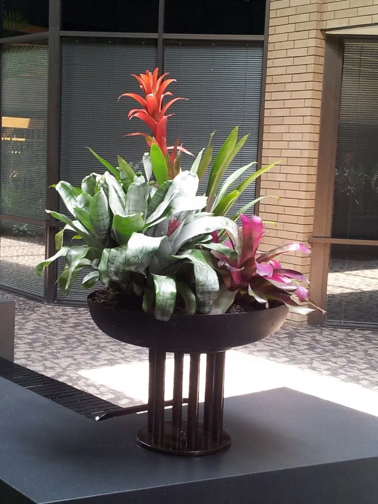 Local landscaping services in Arnold, MO by Walter Knoll Florist
