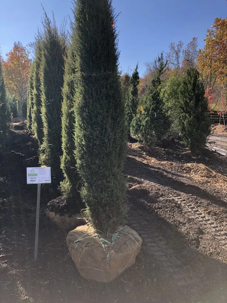 Custom landscape installation in Ofallon, IL by Walter Landscaping