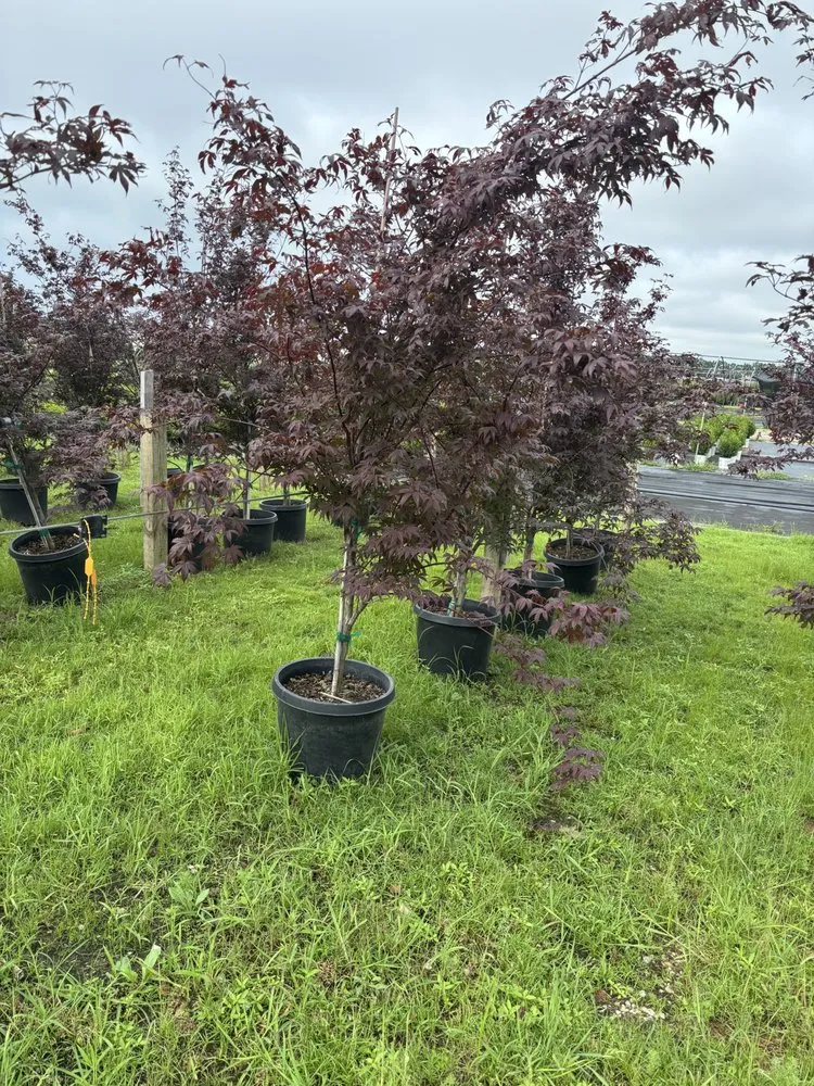 Professional landscaping services experts serving Ofallon, IL - Walter Landscaping