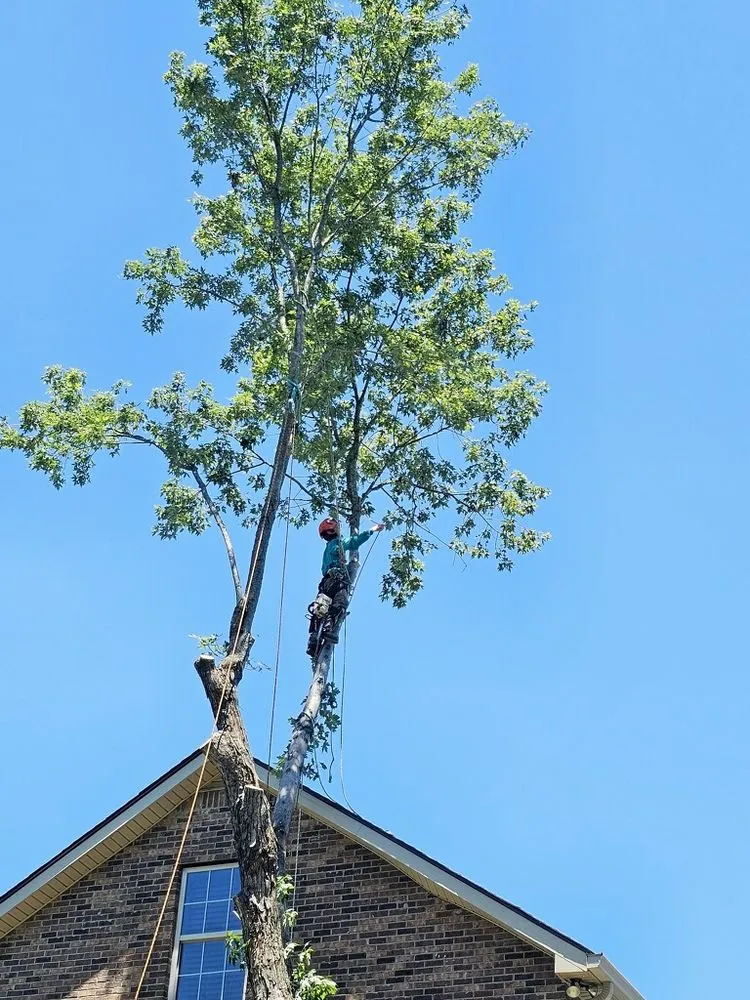 Professional landscape installation experts serving Murfreesboro, TN - Walters Bros