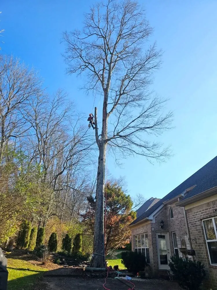 Affordable lawn care service in Murfreesboro, TN by Walters Bros