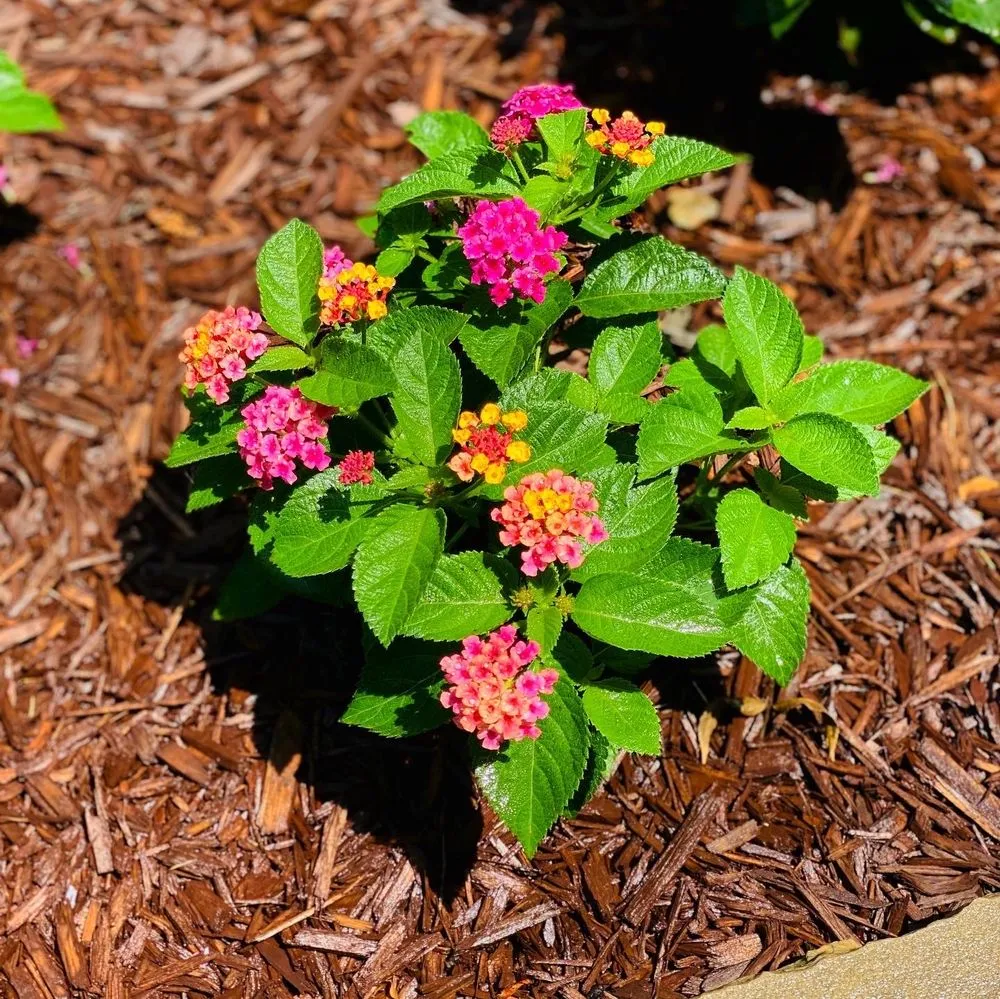 Local garden landscaping in Raleigh, NC by Walters Landscapes