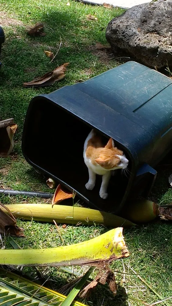 Custom garden landscaping in Kailua, HI by Walters Landscaping & Tree Trimming