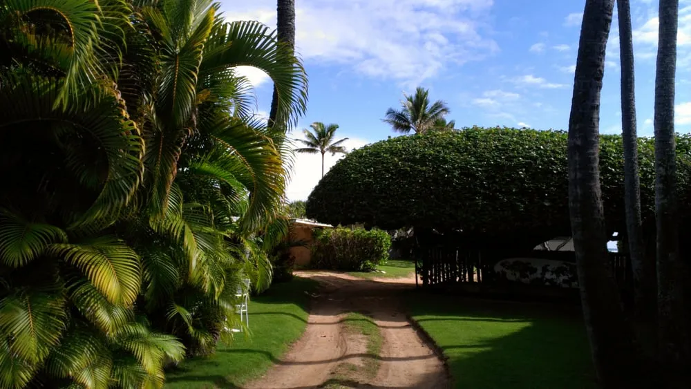 Reliable outdoor landscaping in Kailua, HI by Walters Landscaping & Tree Trimming