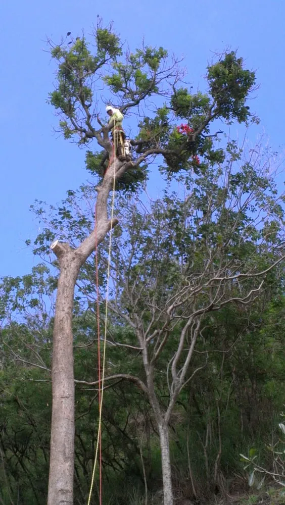 Professional garden landscaping in Kailua, HI - Walters Landscaping & Tree Trimming