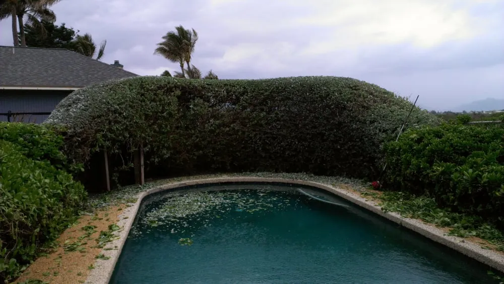 Affordable yard maintenance for homes in Kailua, HI by Walters Landscaping & Tree Trimming