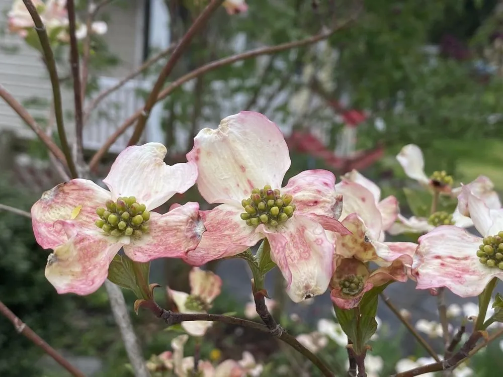 Custom lawn care service with custom design across Point Pleasant, PA - Walter's Nursery Inc