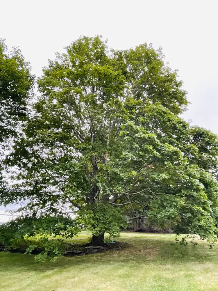 Affordable landscape installation with custom design across Lynn, MA - Walter's Service & Maintenance Landscaping