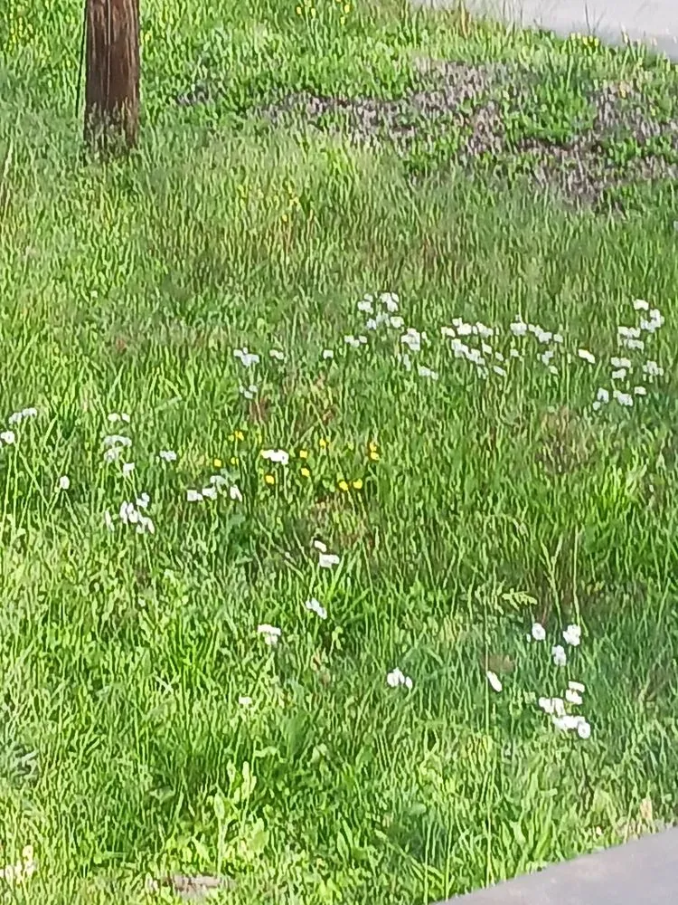 Affordable landscape installation for outdoor upgrades in Dallas, GA by Walton's Janitorial and Landscaping