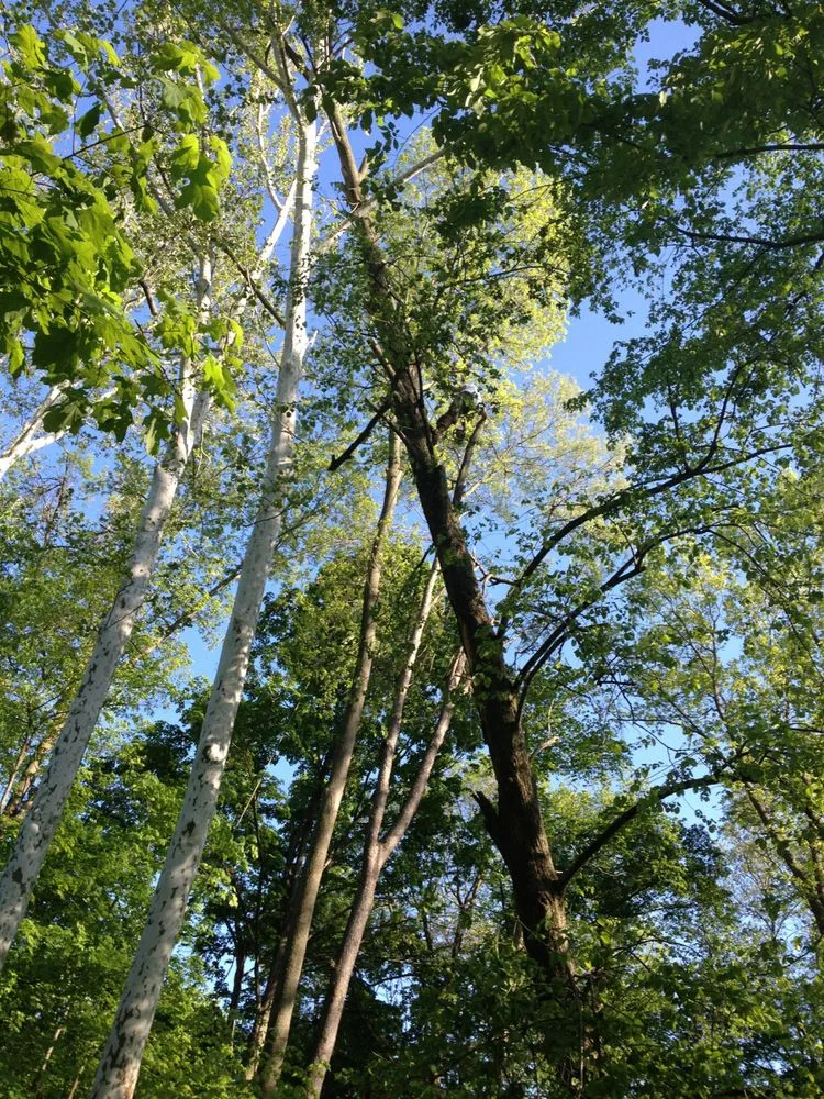 Expert landscape installation near you across Indianapolis, IN - Walt's Affordable Tree Care