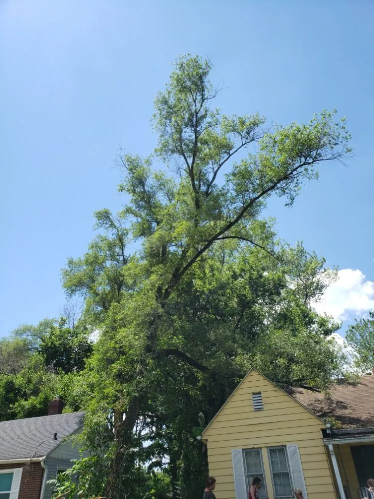 Top-rated residential landscaping experts serving Indianapolis, IN - Walt's Affordable Tree Care