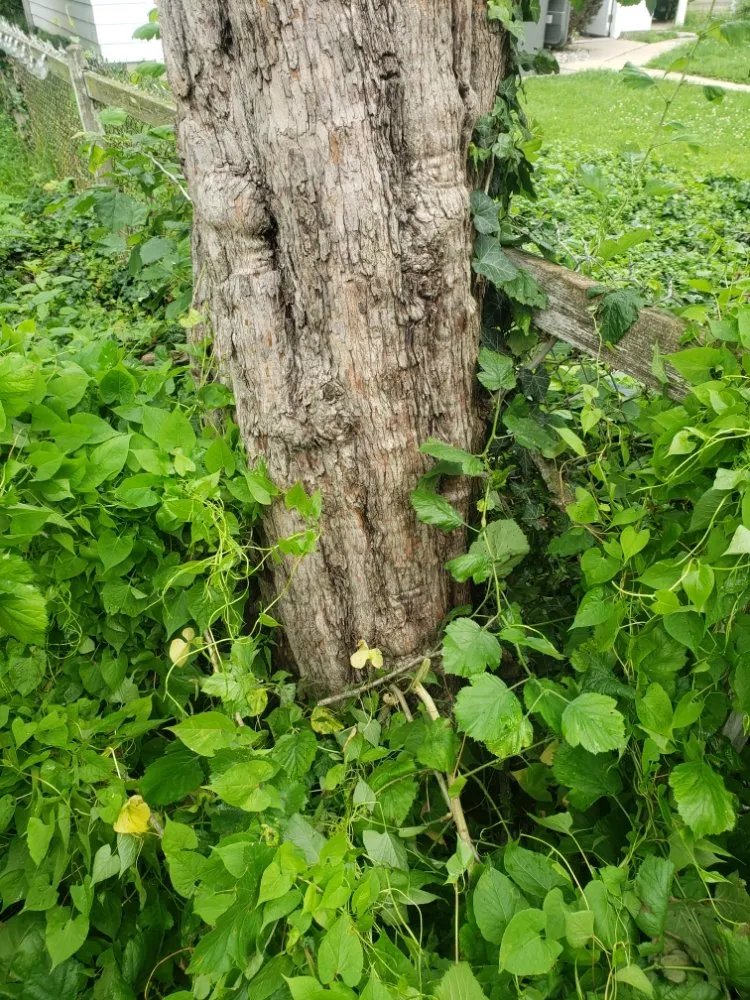 Expert lawn mowing service experts serving Indianapolis, IN - Walt's Affordable Tree Care