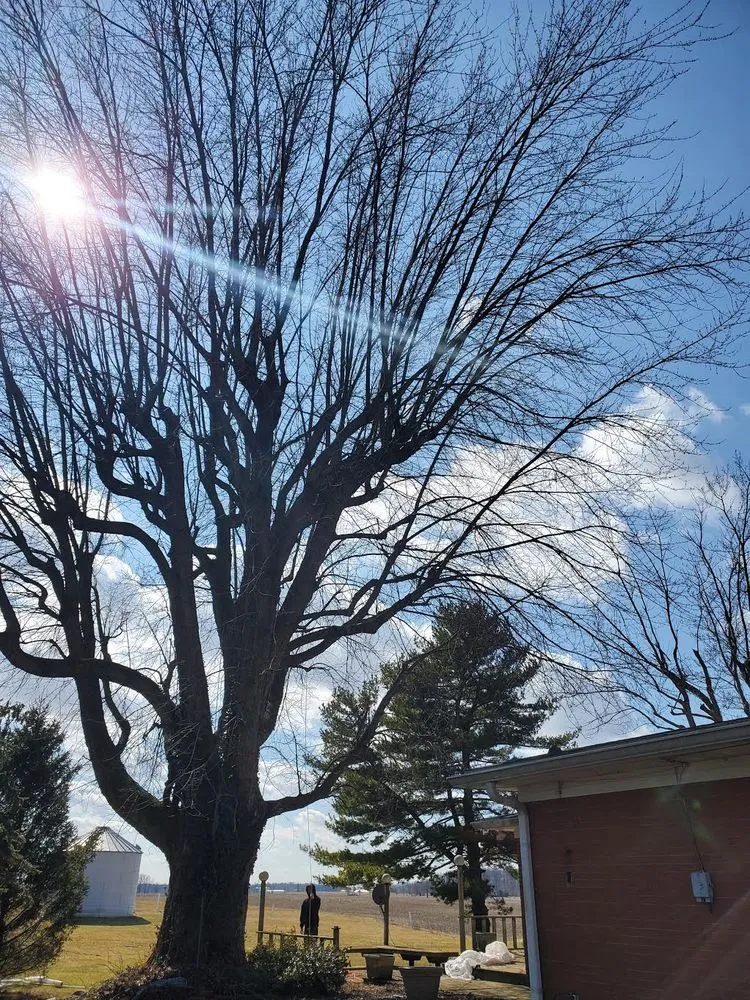 Local garden landscaping in Indianapolis, IN by Walt's Affordable Tree Care