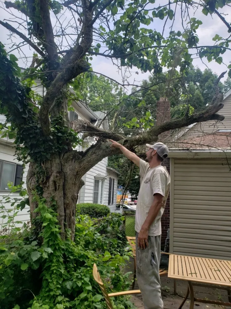 Affordable yard cleanup service in Indianapolis, IN by Walt's Affordable Tree Care