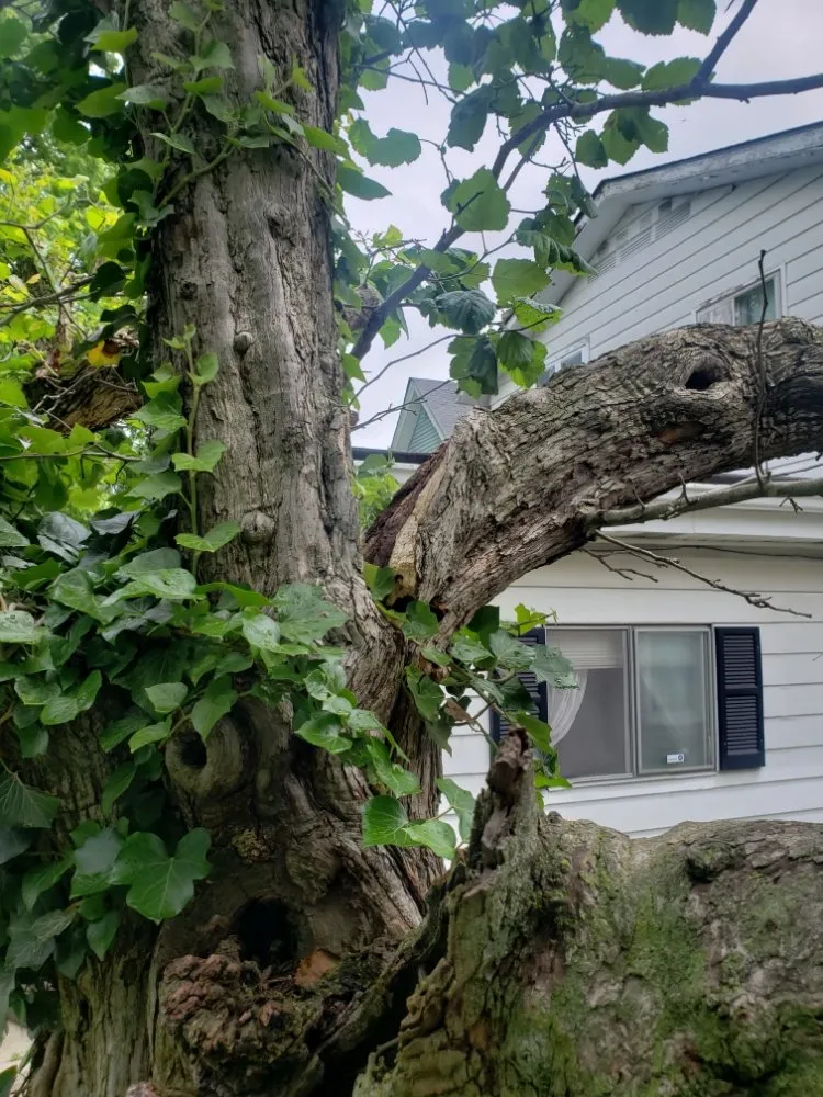 Professional outdoor landscaping in Indianapolis, IN - Walt's Affordable Tree Care