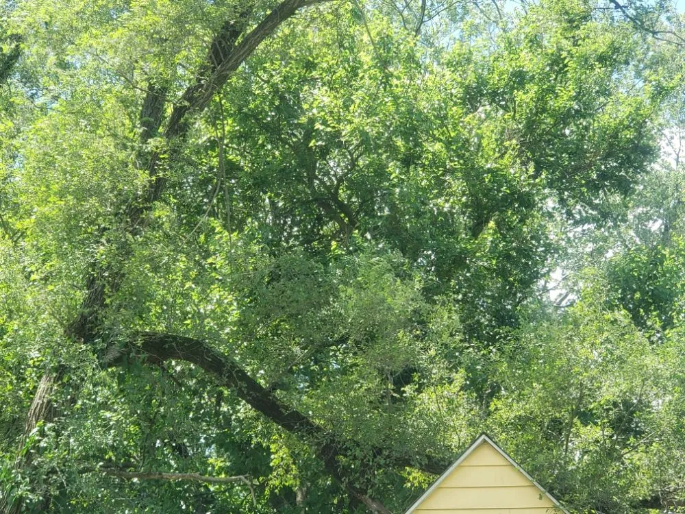 Affordable landscaping services in Indianapolis, IN - Walt's Affordable Tree Care