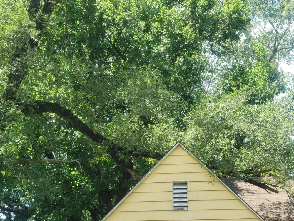 Expert lawn care service in Indianapolis, IN - Walt's Affordable Tree Care