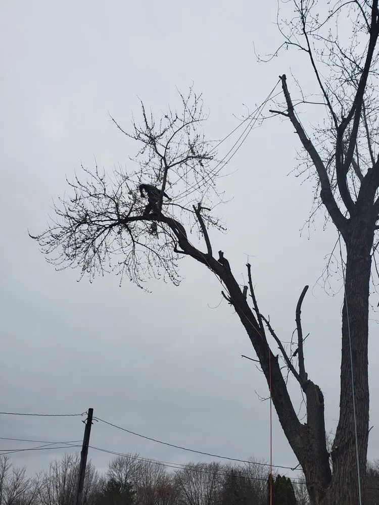 Local residential landscaping with custom design in Indianapolis, IN by Walt's Affordable Tree Care