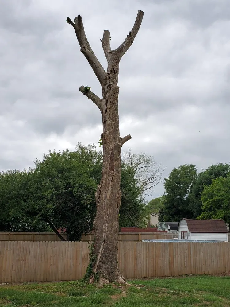 Trusted landscape installation in Indianapolis, IN - Walt's Affordable Tree Care