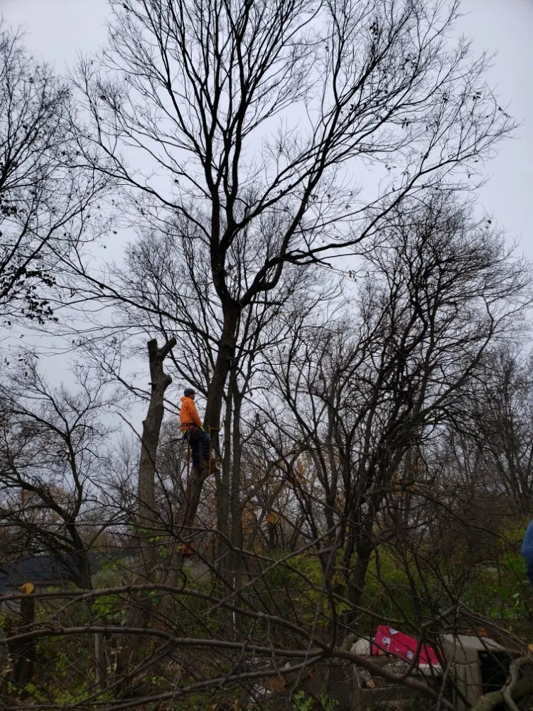 Local garden landscaping in Indianapolis, IN - Walt's Affordable Tree Care