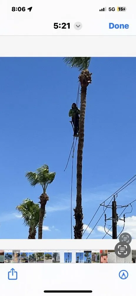 Professional yard cleanup service experts serving Las Vegas, NV - Walt's Tree Service