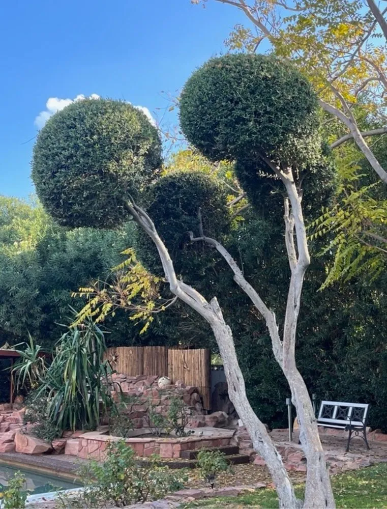 Reliable lawn mowing service for outdoor upgrades across Las Vegas, NV - Walt's Tree Service