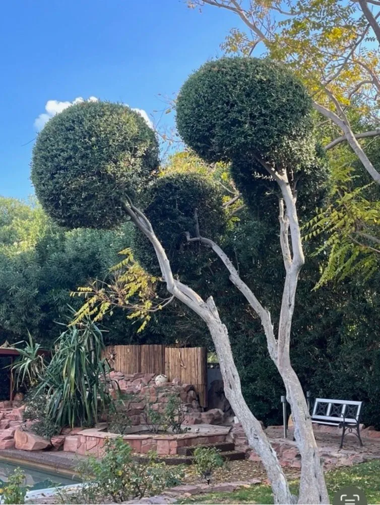 Top-rated lawn mowing service experts serving Las Vegas, NV - Walt's Tree Service