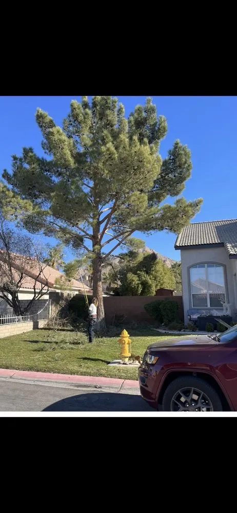 Reliable garden landscaping in Las Vegas, NV by Walt's Tree Service