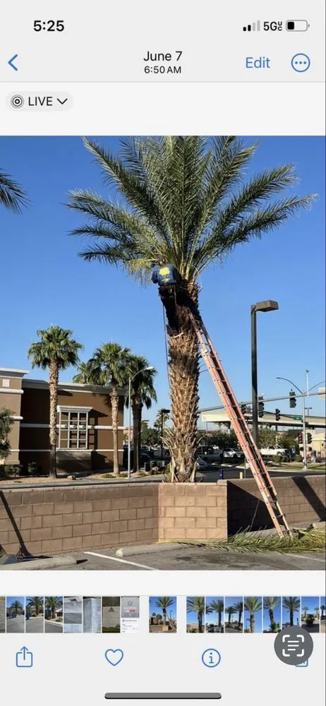 Custom lawn care service for outdoor upgrades in Las Vegas, NV by Walt's Tree Service