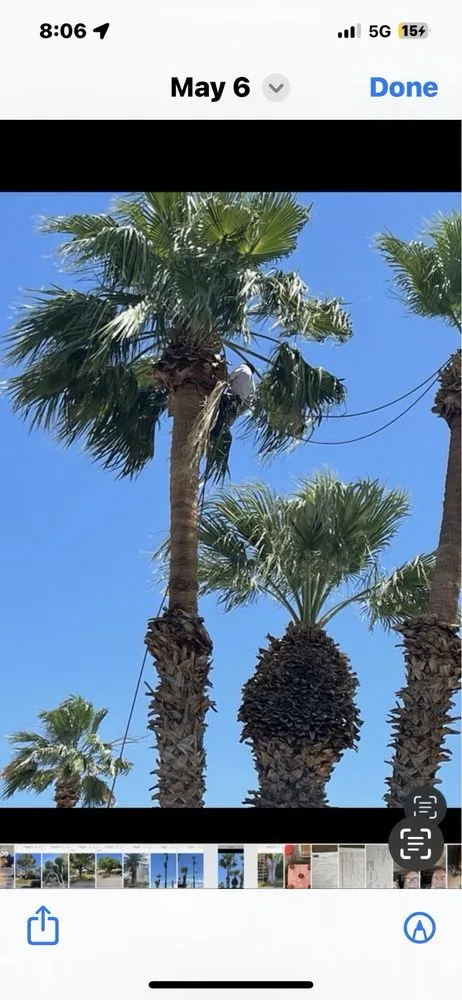 Reliable yard cleanup service in Las Vegas, NV - Walt's Tree Service