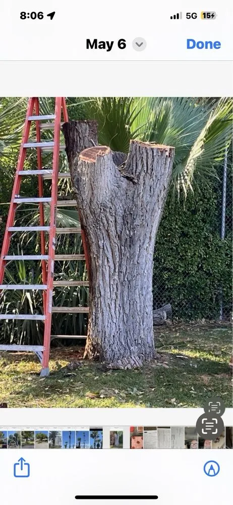 Trusted landscaping services in Las Vegas, NV by Walt's Tree Service