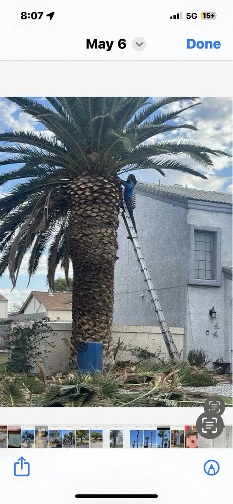 Trusted yard maintenance in Las Vegas, NV - Walt's Tree Service