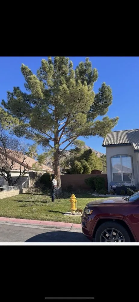 Professional landscape installation experts serving Las Vegas, NV - Walt's Tree Service