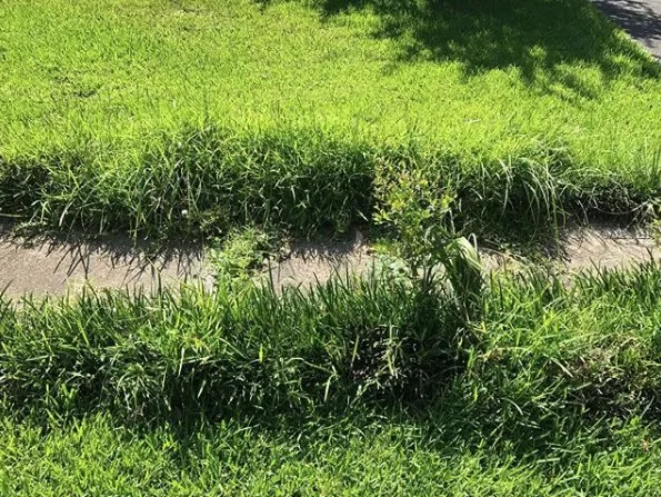 Reliable yard maintenance in Leesburg, FL - Wam Wam Creations