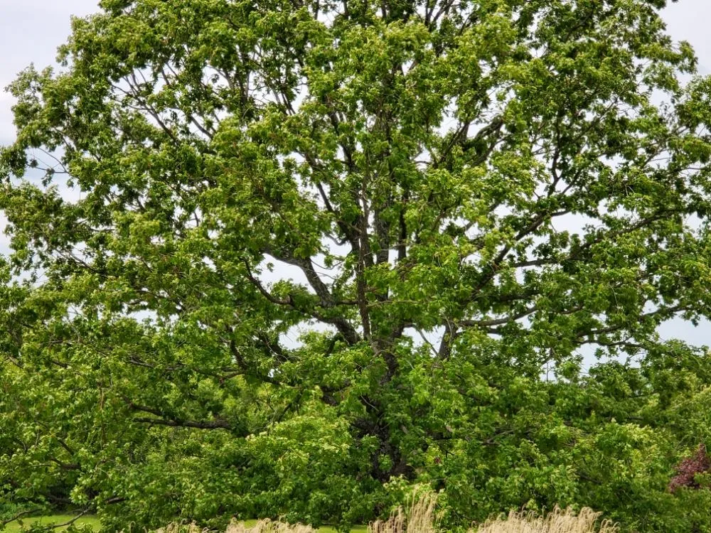 Professional landscape installation in Saint Robert, MO by WAMC1 Lawn Care and Landscaping