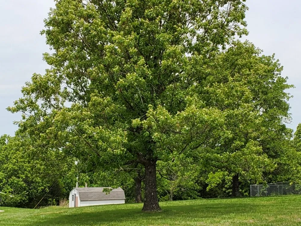 Expert lawn mowing service for year-round maintenance across Saint Robert, MO - WAMC1 Lawn Care and Landscaping