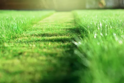 Affordable lawn care service in Kansas City, MO by Wame Lawncare