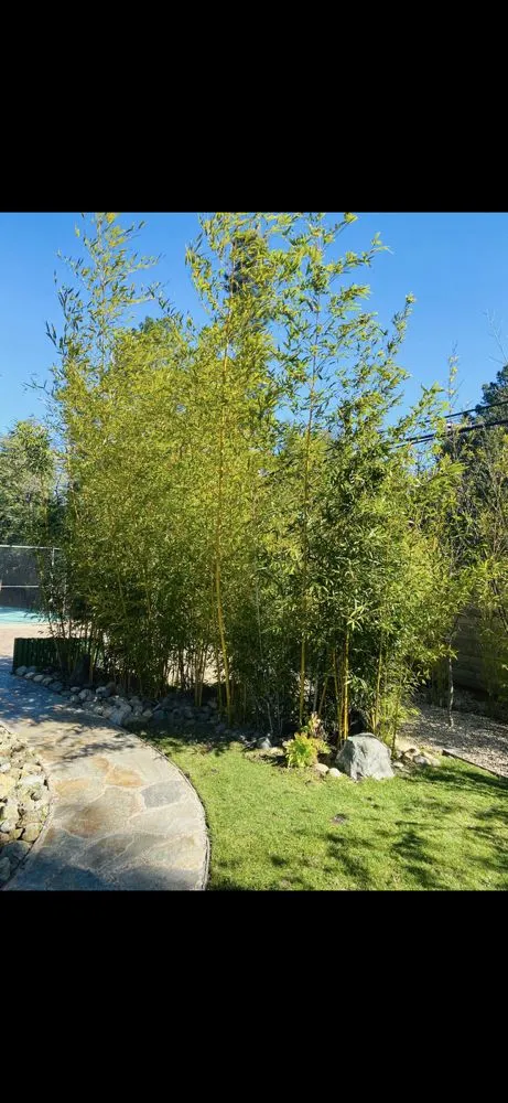 Top-rated lawn care service experts serving Sunnyvale, CA - Wang's Landscaping