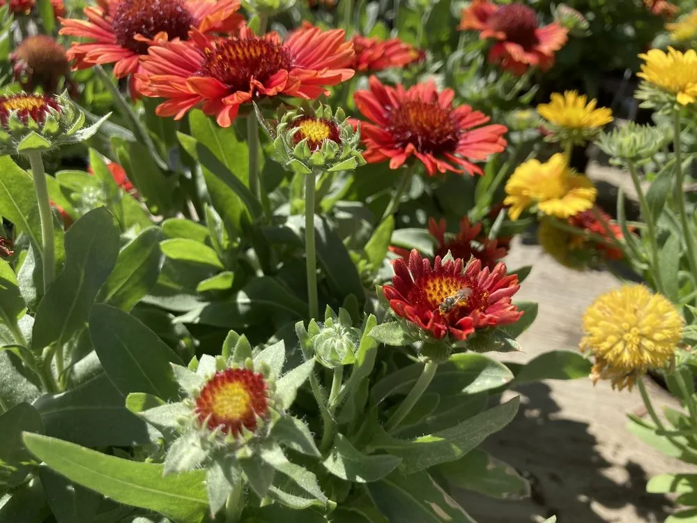 Custom yard maintenance in Cedar Falls, IA - Wapsie Pines Lawncare & Landscaping