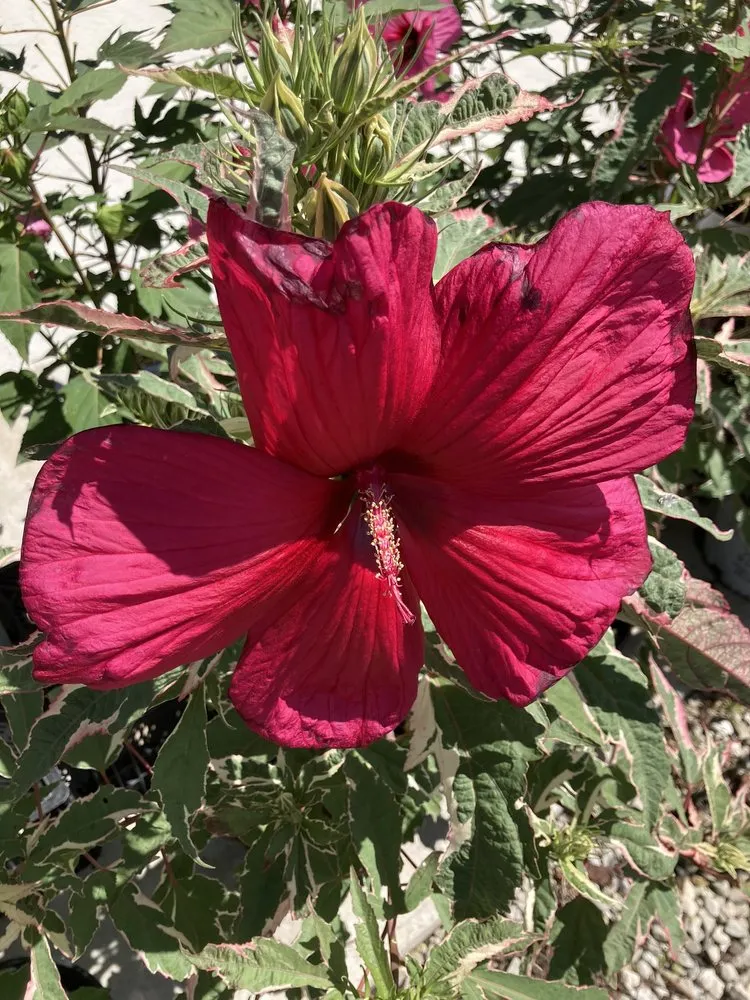 Trusted yard maintenance for outdoor upgrades across Cedar Falls, IA - Wapsie Pines Lawncare & Landscaping