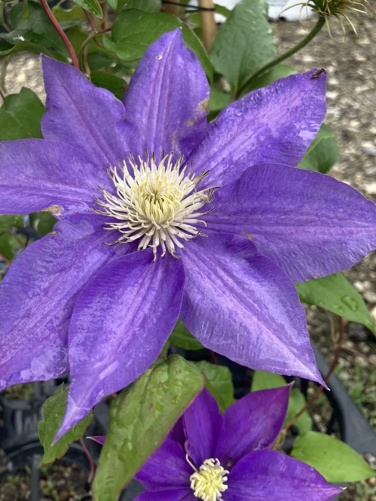 Local outdoor landscaping experts serving Cedar Falls, IA - Wapsie Pines Lawncare & Landscaping