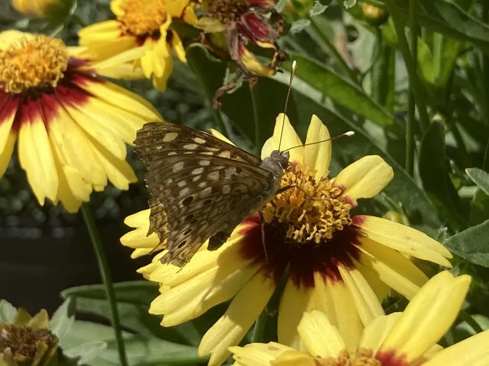 Reliable outdoor landscaping experts serving Cedar Falls, IA - Wapsie Pines Lawncare & Landscaping