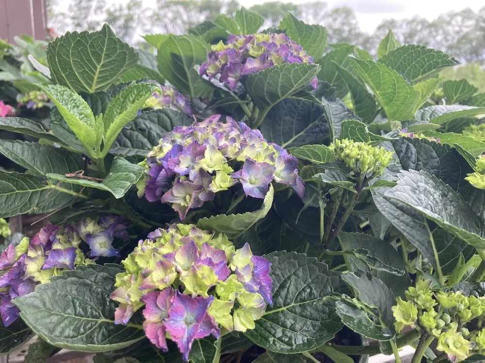 Custom landscape design in Cedar Falls, IA - Wapsie Pines Lawncare & Landscaping