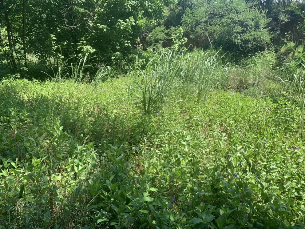 Local lawn mowing service in Early, TX - War Horse Lawn Service