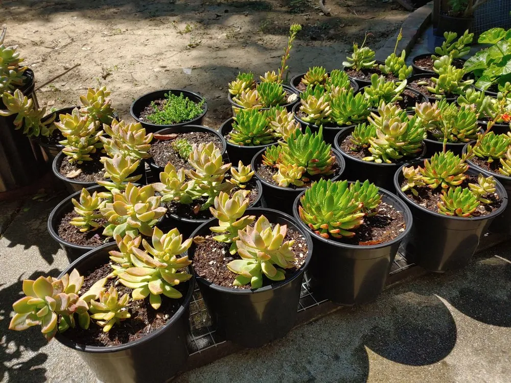 Local landscape installation in Danville, CA by Waratuke Nursery and Gardening Services